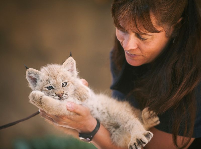 Illustration for article titled ZOMG LITTLE BABY LYNX!